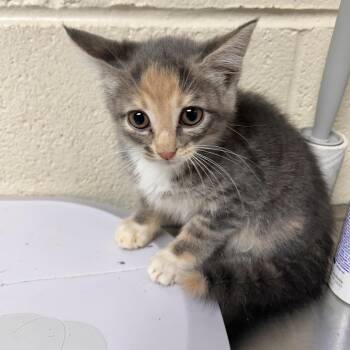 Athena -  Domestic Short Hair Cat for Adoption in Roxboro, North Carolina - Athena | PetCurious