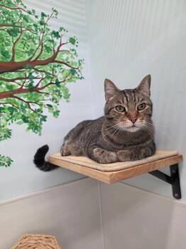 Domestic Short Hair Cats Available for Adoption in Fort Myers, Florida - Whiskey | PetCurious