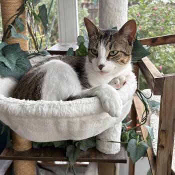 Kodiak -  Tabby Cat for Adoption in Fort Worth, Texas - Kodiak | PetCurious