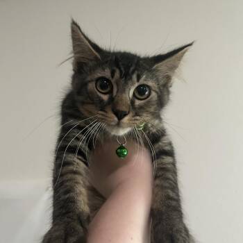 Han -  Domestic Medium Hair Cat for Adoption in Midland, Texas - Han | PetCurious