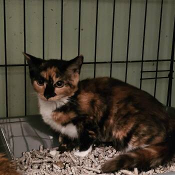 Vivienne -  Domestic Short Hair Cat for Adoption in Catasauqua, Pennsylvania - Vivienne | PetCurious