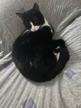 Blitzen -  Domestic Short Hair Cat for Adoption in Salisbury, North Carolina - Blitzen | PetCurious