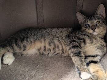Magoo 6.9.26 (med waiver) -  Domestic Short Hair Cat for Adoption in Apopka, Florida - Magoo 6.9.26 (med Waiver) | PetCurious