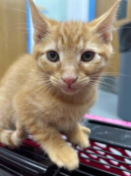 Gouda -  Domestic Short Hair Cat for Adoption in Hartsville, South Carolina - Gouda | PetCurious