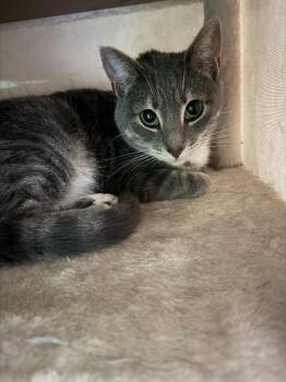 Phoenix FKA Basil -  Domestic Medium Hair Cat for Adoption in Virginia Beach, Virginia - Phoenix FKA Basil | PetCurious
