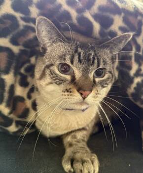 Rescue Domestic Short Hair and Siamese Cats for Adoption in Ogden, Utah - Truffle | PetCurious