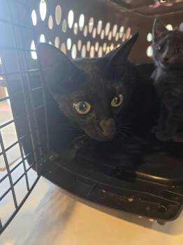 Juno -  Domestic Short Hair Cat for Adoption in Bossier City, Louisiana - Juno | PetCurious