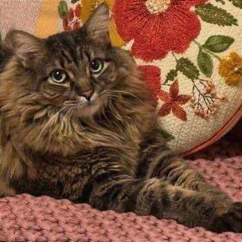 Luca -  Domestic Long Hair Cat Available for Adoption in Prescott, Arizona - Luca | PetCurious