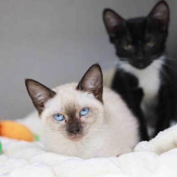 Fran -  Siamese Cat for Adoption in Atlanta, Georgia - Fran | PetCurious