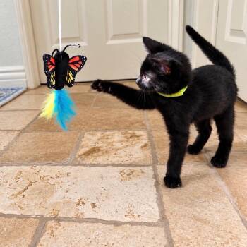 Winnie - Chino Hills Location -  Domestic Short Hair Cat for Adoption in Chino Hills, California - Winnie - Chino Hills Location | PetCurious