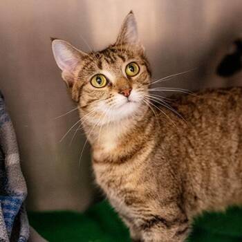 Bubbles -  Domestic Short Hair Cat for Adoption in Brockton, Massachusetts - Bubbles | PetCurious