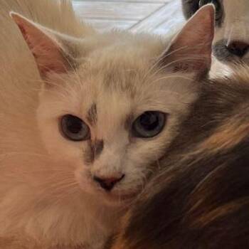 Gloria -  Domestic Short Hair Cat for Adoption in Kingman, Arizona - Gloria | PetCurious
