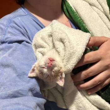 Peeps -  Domestic Short Hair Cat for Adoption in Kansas City, Missouri - Peeps | PetCurious