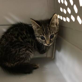 Domonic -  Domestic Short Hair Cat for Adoption in Lynchburg, Virginia - Domonic | PetCurious