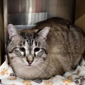 Rescue Siamese Cats for Adoption in Davison, Michigan - Luke (FIV+) | PetCurious