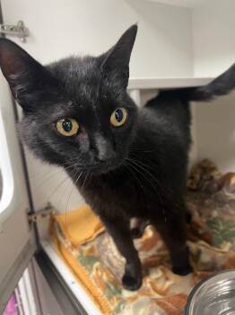 Sally -  Domestic Short Hair Cat for Adoption in Huntington, Indiana - Sally | PetCurious