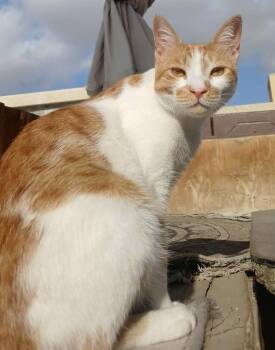 Egyptian Mau Cats Available for Adoption - Graci - Super Affectionate  | PetCurious