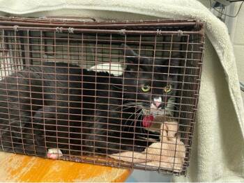 LILLY -  Domestic Short Hair Cat for Adoption in West Palm Beach, Florida - LILLY | PetCurious