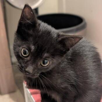 Cirrus -  Domestic Short Hair Cat for Adoption in Chapel Hill, North Carolina - Cirrus | PetCurious