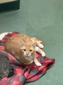Raine - Barn Cat -  Domestic Short Hair Cat for Adoption in Williamsport, Pennsylvania - Raine - Barn Cat | PetCurious