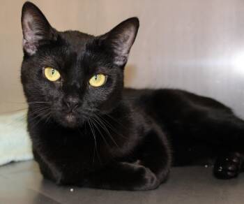 Domestic Short Hair Cats Available for Adoption in Medfield, Massachusetts - Story | PetCurious