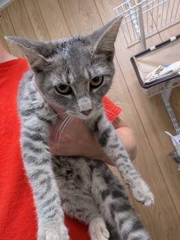 Rescue Domestic Medium Hair and Domestic Short Hair Cats for Adoption in Leander, Texas - Dooneese | PetCurious