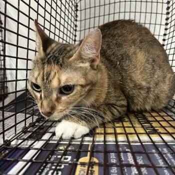 Cherry Plum -  Domestic Short Hair Cat for Adoption in Edinburg, Texas - Cherry Plum | PetCurious