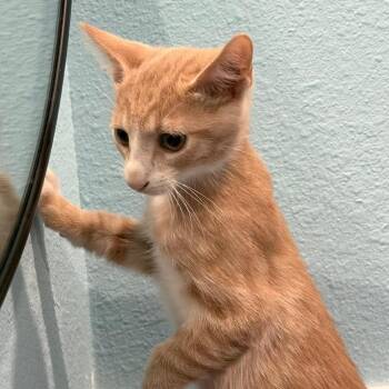Peach -  Domestic Short Hair Cat for Adoption in Harlingen, Texas - Peach | PetCurious