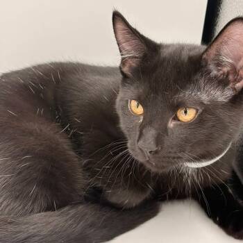 Willie -  Domestic Short Hair Cat Available for Adoption in Springfield, Missouri - Willie | PetCurious