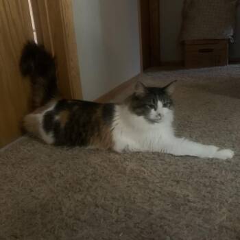 Angel -  Domestic Long Hair Cat for Adoption in Rochester, Minnesota - Angel | PetCurious