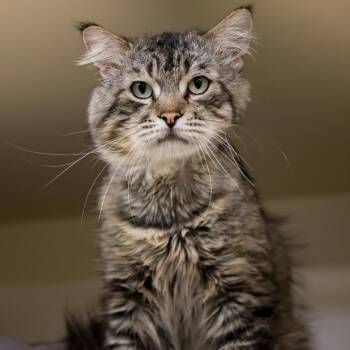 Tom -  Domestic Medium Hair Cat for Adoption in Los Angeles, California - Tom | PetCurious