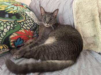 Domestic Short Hair and Tabby Cats Available for Adoption in Dallas, Texas - Milo Mike | PetCurious