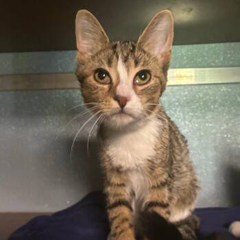 Fum -  Domestic Short Hair Cat for Adoption in Uniontown, Pennsylvania - Fum | PetCurious