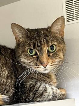 Sheeba -  Domestic Short Hair Cat Available for Adoption in Genoa, Illinois - Sheeba | PetCurious