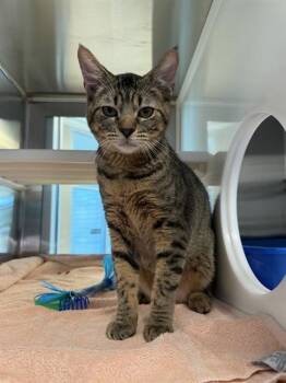 Domestic Short Hair Cats Available for Adoption in Pearland, Texas - BELLY | PetCurious