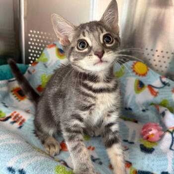 Swirl -  Domestic Short Hair Cat for Adoption in Sarasota, Florida - Swirl | PetCurious