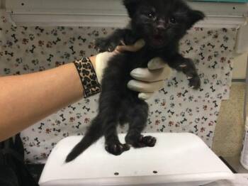 MUSTKTEERE -  Domestic Short Hair Cat for Adoption in Riverside, California - MUSTKTEERE | PetCurious