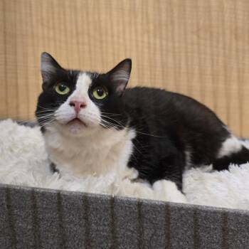Rescue Domestic Medium Hair Cats for Adoption in Warr Acres, Oklahoma - Mino | PetCurious