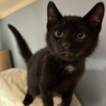 Pocus -  Domestic Short Hair Cat for Adoption in Chattanooga, Tennessee - Pocus | PetCurious