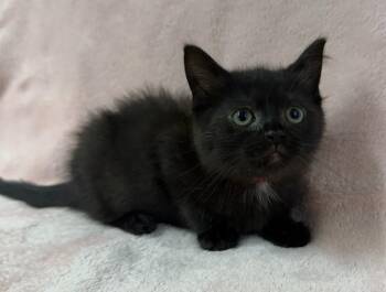 Zarra -  Domestic Short Hair Cat for Adoption in Lagrange, Indiana - Zarra | PetCurious