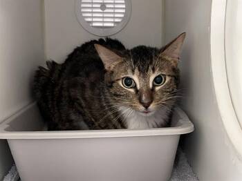 Domestic Short Hair Cats Available for Adoption in Kent, Washington - RORIK | PetCurious