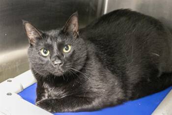 Domestic Short Hair Cats Available for Adoption in Charlotte, North Carolina - BINX | PetCurious