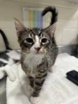 Vinny( Bonded to Pauly D) -  Domestic Medium Hair Cat for Adoption in Manitowoc, Wisconsin - Vinny( Bonded To Pauly D) | PetCurious