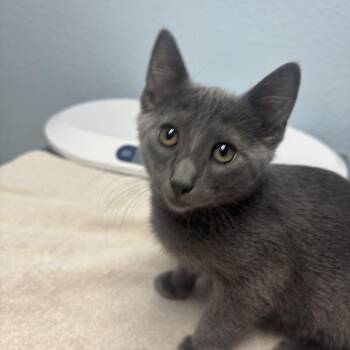 Wendy -  Domestic Short Hair Cat for Adoption in Riverside, California - Wendy | PetCurious