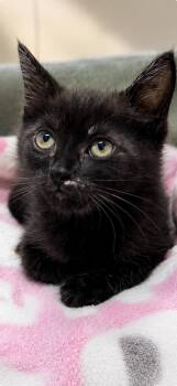 Truffle Puff -  Domestic Medium Hair Cat for Adoption in Chattanooga, Tennessee - Truffle Puff | PetCurious