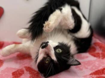 Domestic Long Hair Cats Available for Adoption - Missy | PetCurious