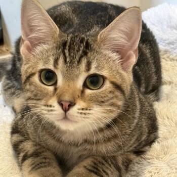 Sotha Sil -  Domestic Short Hair Cat for Adoption in Inwood, West Virginia - Sotha Sil | PetCurious