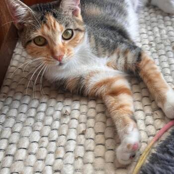 Domestic Short Hair Cats Available for Adoption in Charleston, South Carolina - Mia And Nina (bonded Sisters) | PetCurious