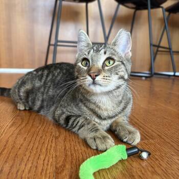Banshee -  Domestic Short Hair Cat for Adoption in New York, New York - Banshee | PetCurious
