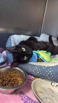 Maeve -  Domestic Short Hair Cat for Adoption in Lock Haven, Pennsylvania - Maeve | PetCurious